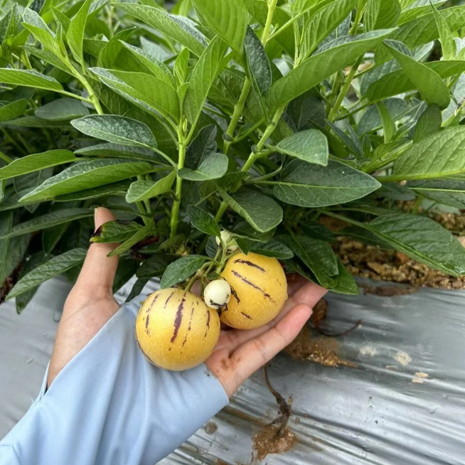 🪴Ginseng Fruit Pepino Melon Seeds-Solanum Muricatum