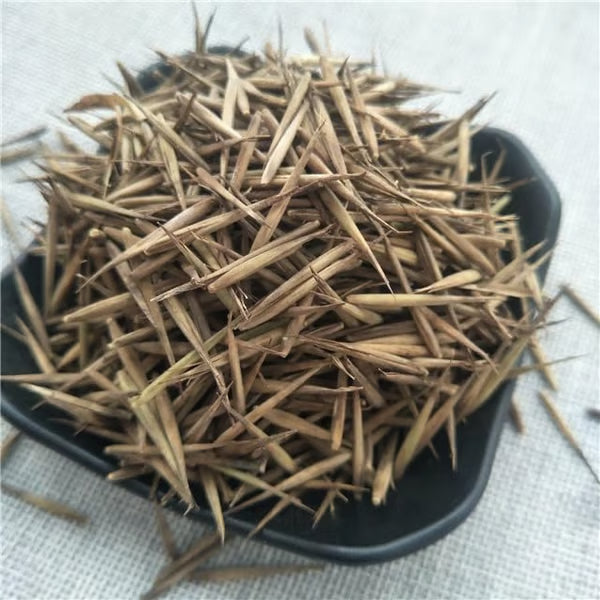 🎍Lucky Bamboo Cypress Seeds – Hardy, Easy-Grow Evergreen for Garden & Home-ZBD