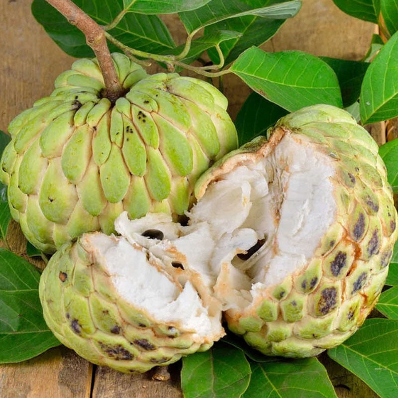 🏆50K+ SOLD LAST WEEK! - 🌱SUGAR APPLE SEEDS