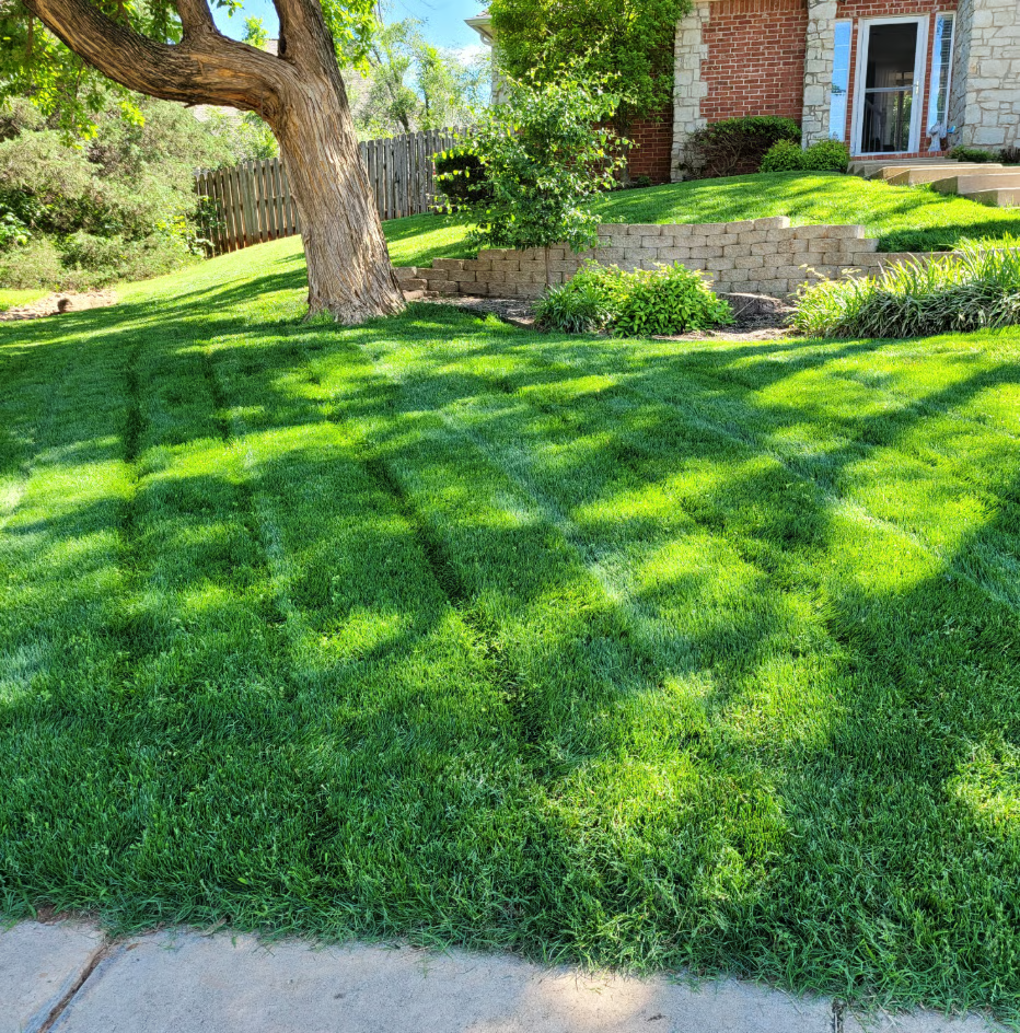 🔥2026 Evergreen Dwarf Grass Seed | For Four Seasons - 1 PACK