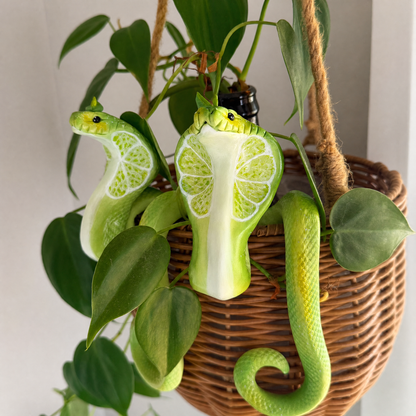 🌿Lime Cobra, Potted Pot Hanger