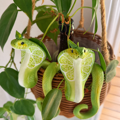 🌿Lime Cobra, Potted Pot Hanger