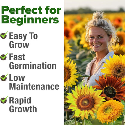 Sunflower Seeds with 7 Varieties - Over 1000 Seeds.-KPL