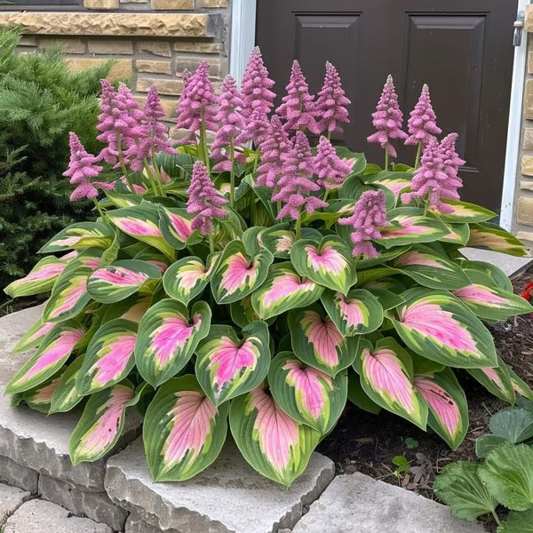 💥LAST DAY SALE 50%OFF💥🌿Premium Rare Hosta Seeds-ZBD
