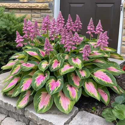 💥LAST DAY SALE 50%OFF💥🌿Premium Rare Hosta Seeds-ZBD
