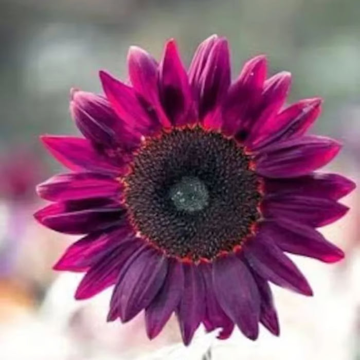 Last 8,000 Seeds💜 Midnight Sun Giant Sunflower Seeds 🌻 Rare Strain & Grows 8ft+ Tall-ZBD