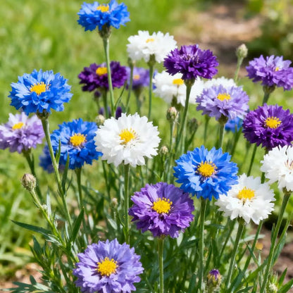 💝Premium Mixed Perennial Cornflower Seeds-ZBD