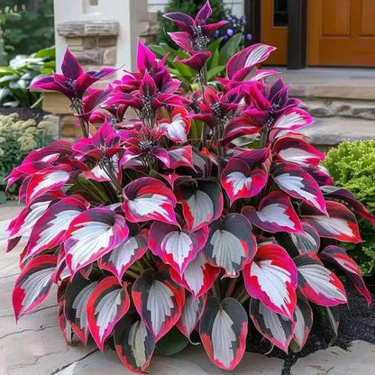 💥LAST DAY SALE 50%OFF💥🌿Premium Rare Hosta Seeds-ZBD
