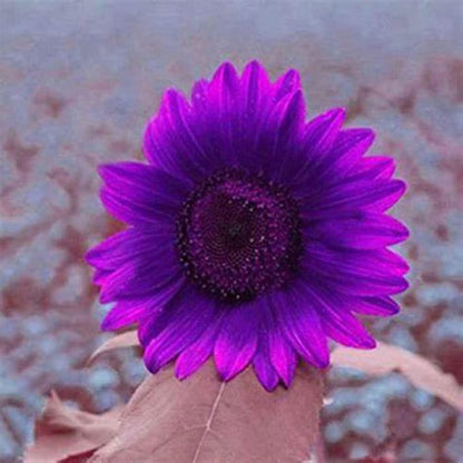 Last 8,000 Seeds💜 Midnight Sun Giant Sunflower Seeds 🌻 Rare Strain & Grows 8ft+ Tall-ZBD