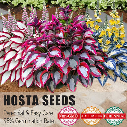💥LAST DAY SALE 50%OFF💥🌿Premium Rare Hosta Seeds-ZBD