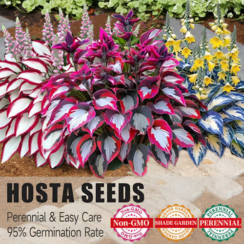 💥LAST DAY SALE 50%OFF💥🌿Premium Rare Hosta Seeds-ZBD
