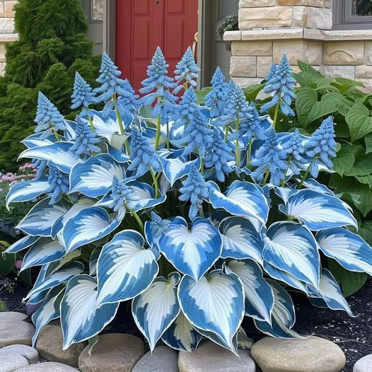 💥LAST DAY SALE 50%OFF💥🌿Premium Rare Hosta Seeds-ZBD