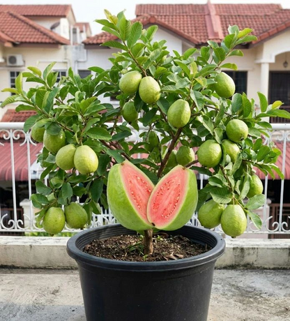 🌱Easy to Grow - 🍈 Pink Guava Seeds