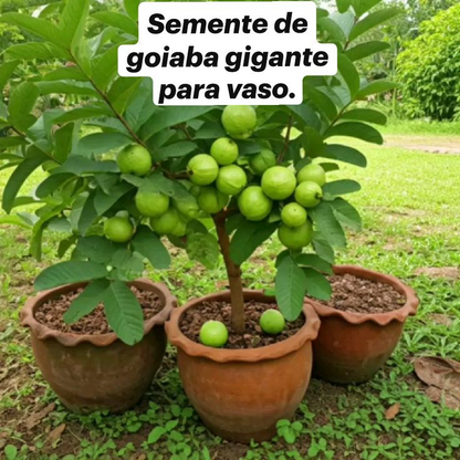 🌱Easy to Grow - 🍈 Pink Guava Seeds