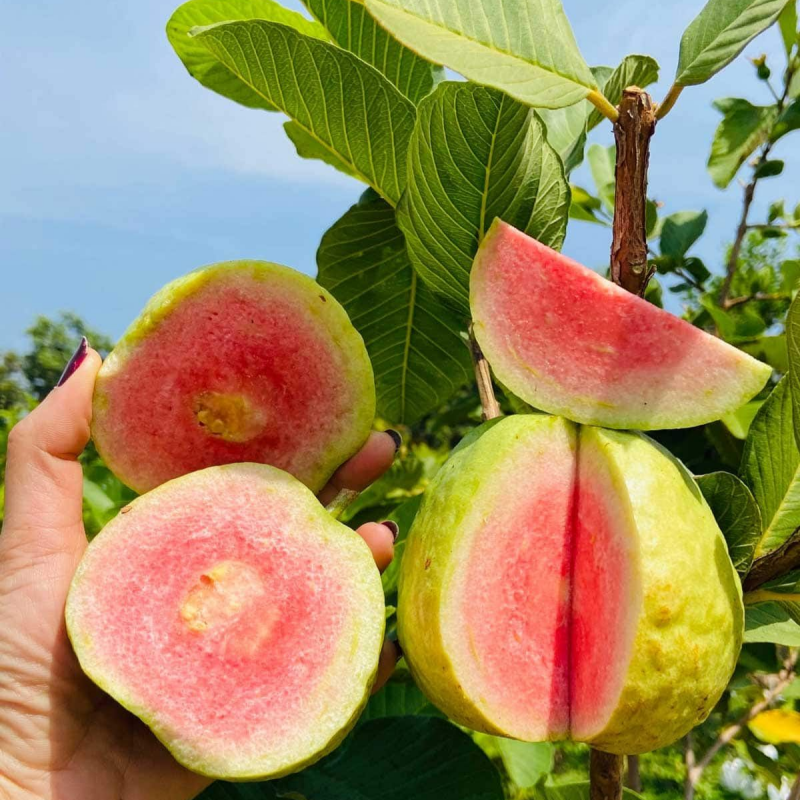 🌱Easy to Grow - 🍈 Pink Guava Seeds