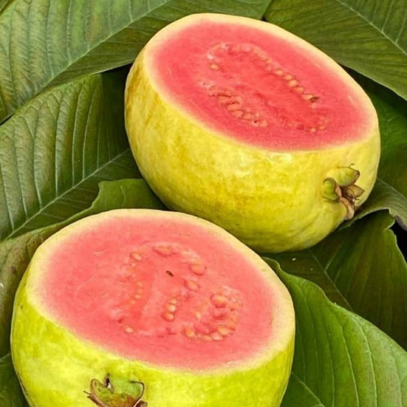 🌱Easy to Grow - 🍈 Pink Guava Seeds