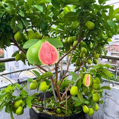 🌱Easy to Grow - 🍈 Pink Guava Seeds