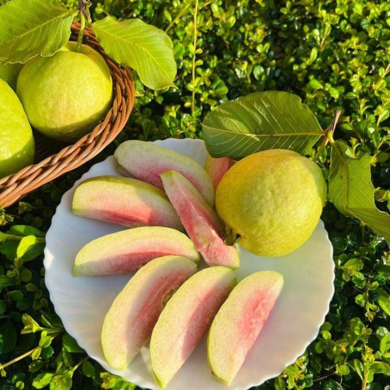 🌱Easy to Grow - 🍈 Pink Guava Seeds