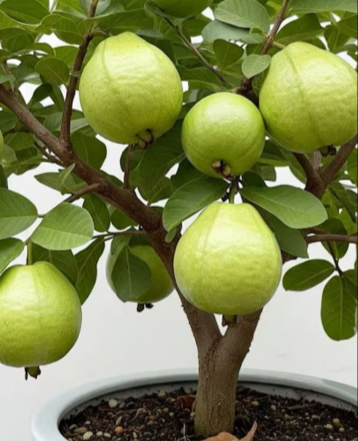 🌱Easy to Grow - 🍈 Pink Guava Seeds