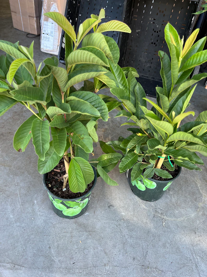 🌱Easy to Grow - 🍈 Pink Guava Seeds