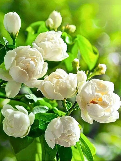🏆 50K+ SOLD! 🌿 FrostCharm Jasmine Seeds – Perennial Blooms & Fragrant Garden Elegance-ZBD