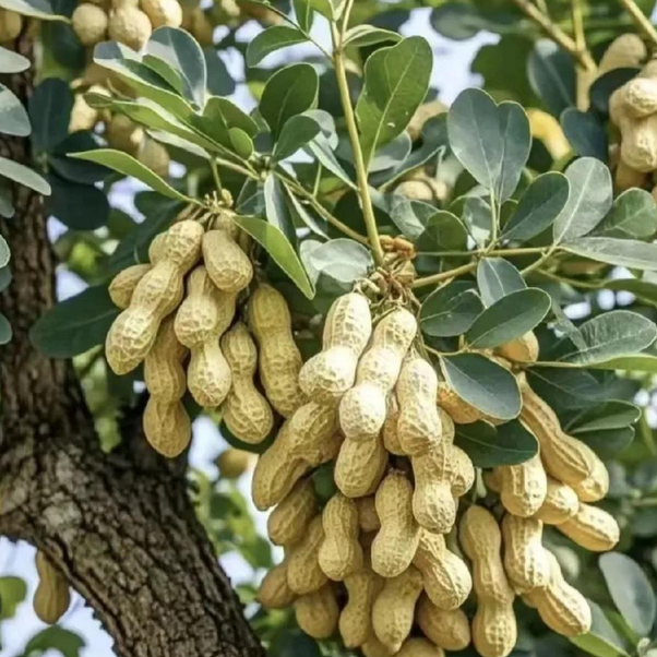 High-Yield Haihua No.1 Peanut Seeds 🌱 Large Pods • Early Harvest • Easy to Grow-JY