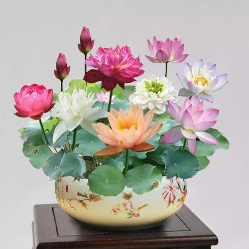 【Spring Sale】Dwarf Lotus Seeds, Easy to Grow Elegant Water Scenery, 10 Seeds Per Pack.-KPL