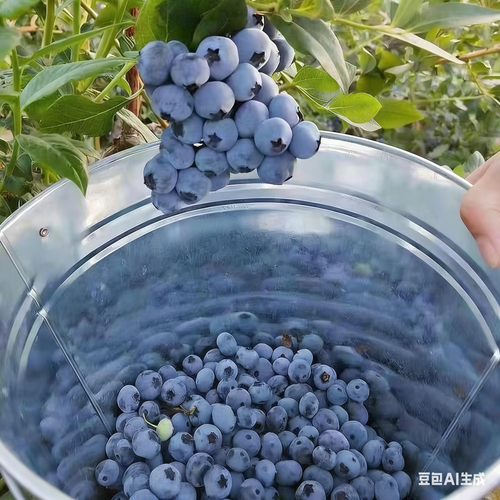 Organic Highbush Blueberry Seeds – Perennial, Easy to Grow, Home Garden Fruit Plant, Sweet Nutritious Berries(300 PCS)-JY