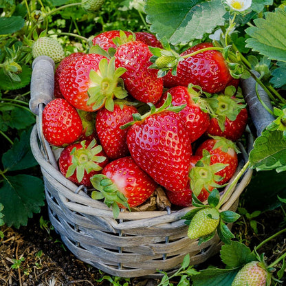 Strawberry Fruit Seeds for Planting Home Garden Outdoo-JY
