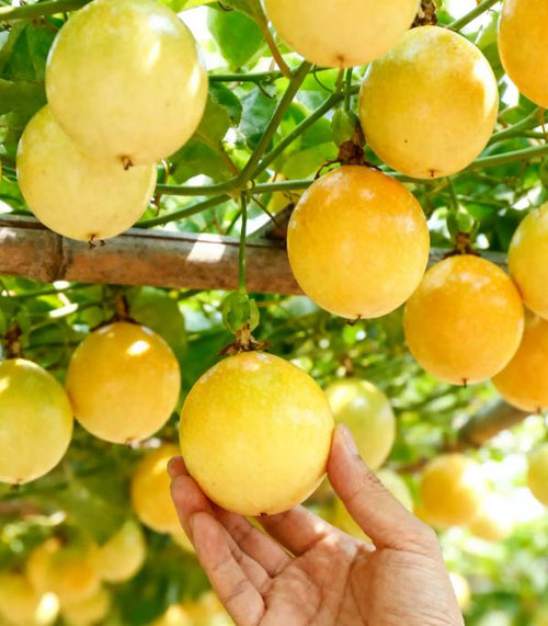 Passion Fruit Seeds, tropical fruit vine plants, fast-growing and suitable for gardens and balconies.-KPL