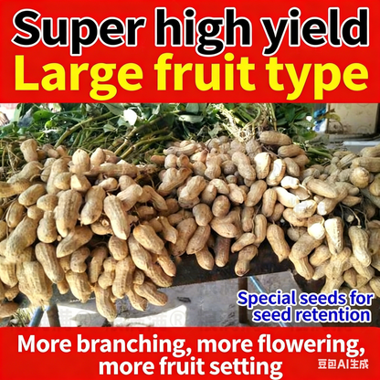 High-Yield Haihua No.1 Peanut Seeds 🌱 Large Pods • Early Harvest • Easy to Grow-JY