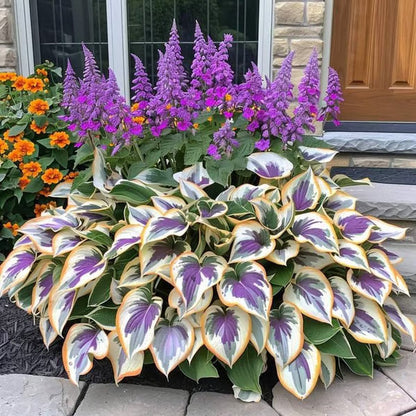 💥LAST DAY SALE 50%OFF💥🌿Premium Rare Hosta Seeds-ZBD