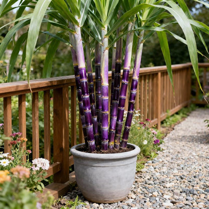 Grow Your Own Sugar! 🌱 sugarcane seeds-JY