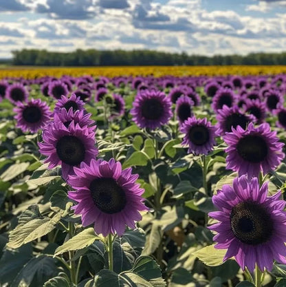Last 8,000 Seeds💜 Midnight Sun Giant Sunflower Seeds 🌻 Rare Strain & Grows 8ft+ Tall-ZBD