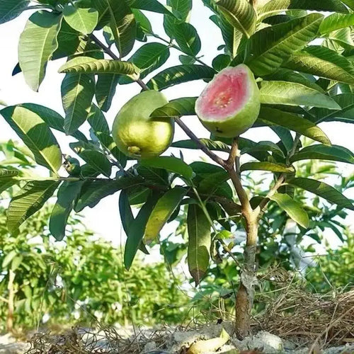 Guava seeds, suitable for potted plants, greenhouses and outdoor gardens, easy-to-cultivate fruit tree seeds.-KPL
