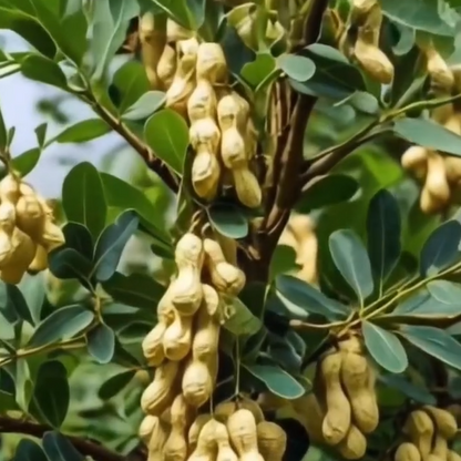 High-Yield Haihua No.1 Peanut Seeds 🌱 Large Pods • Early Harvest • Easy to Grow-JY