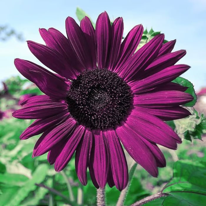 Last 8,000 Seeds💜 Midnight Sun Giant Sunflower Seeds 🌻 Rare Strain & Grows 8ft+ Tall-ZBD