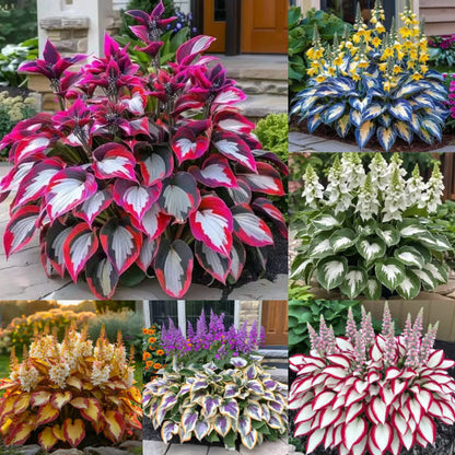 💥LAST DAY SALE 50%OFF💥🌿Premium Rare Hosta Seeds-ZBD