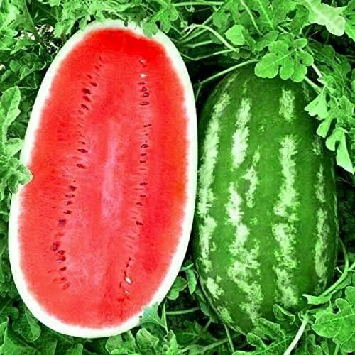 🍉Ultimate Sweet Watermelon Seeds - Easy to Grow Heirloom Variety for Home Gardens🌱-LGZ