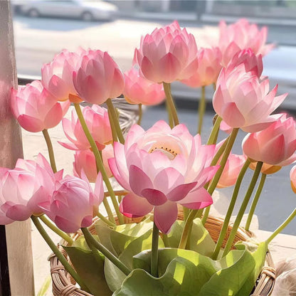 【Spring Sale】Dwarf Lotus Seeds, Easy to Grow Elegant Water Scenery, 10 Seeds Per Pack.-KPL
