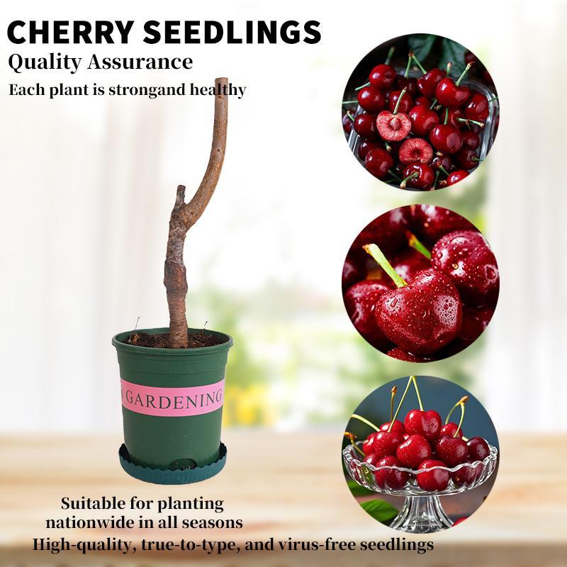 🍒 Premium Heirloom Sweet Cherry Tree Seedling 🌱 | Non-GMO Live Fruit Tree Starter for Home Gardens, Patios & High Yield Backyard Orchards 🌳-LGZ