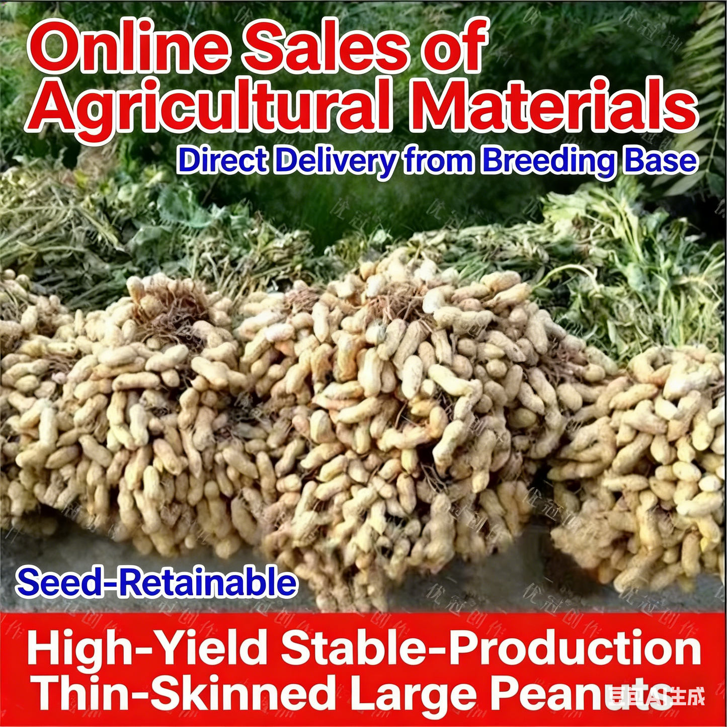 High-Yield Haihua No.1 Peanut Seeds 🌱 Large Pods • Early Harvest • Easy to Grow-JY