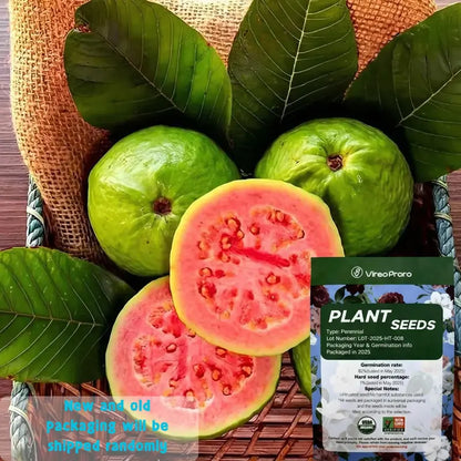 Guava seeds, suitable for potted plants, greenhouses and outdoor gardens, easy-to-cultivate fruit tree seeds.-KPL