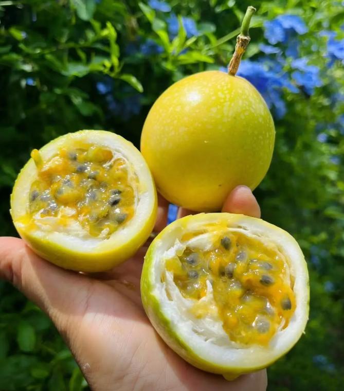 Passion Fruit Seeds, tropical fruit vine plants, fast-growing and suitable for gardens and balconies.-KPL