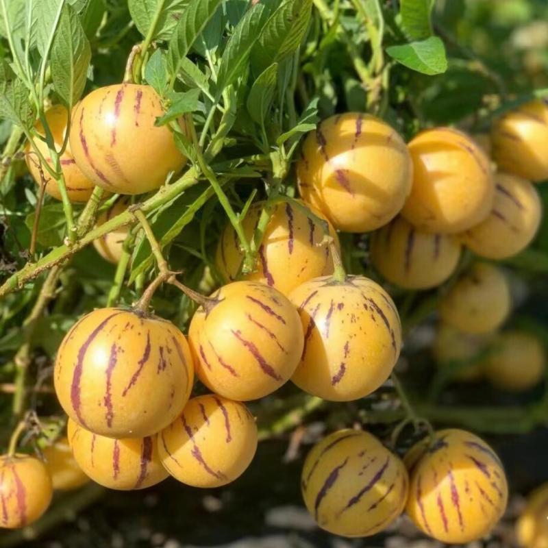 Pepino Melon Seeds for Planting,Sweet Pepino Seeds Non-GMO,Exotic Fruit Seed Heirloom for Outdoor Home Garden-JY