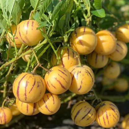 Pepino Melon Seeds for Planting,Sweet Pepino Seeds Non-GMO,Exotic Fruit Seed Heirloom for Outdoor Home Garden-JY