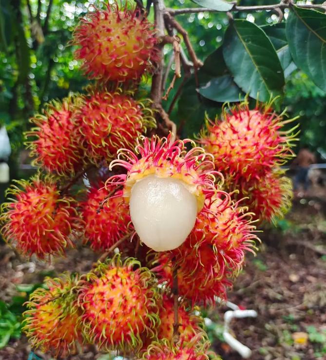 Rambutan Fruit Seeds – Exotic Tropical Tree Seeds, Easy to Grow, Indoor & Outdoor Planting, All Season Planting, Home Garden, Beginner Friendly-JY