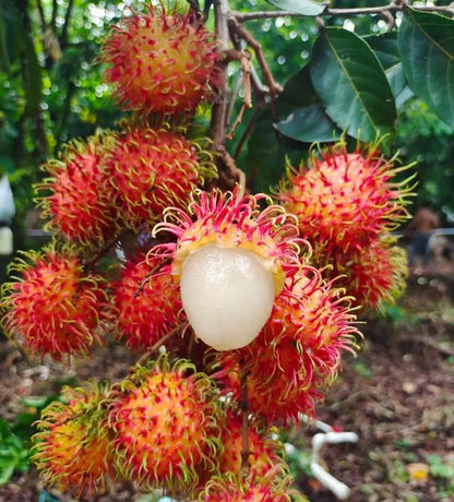 Rambutan Fruit Seeds – Exotic Tropical Tree Seeds, Easy to Grow, Indoor & Outdoor Planting, All Season Planting, Home Garden, Beginner Friendly-JY