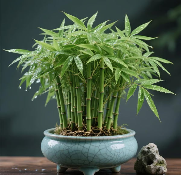 🎍Lucky Bamboo Cypress Seeds – Hardy, Easy-Grow Evergreen for Garden & Home-ZBD