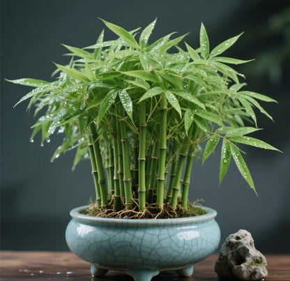 🎍Lucky Bamboo Cypress Seeds – Hardy, Easy-Grow Evergreen for Garden & Home-ZBD